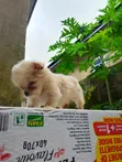 Female Purebred Lhasa Apso Puppy (0-1 Month) - 2