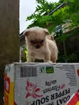 Female Purebred Lhasa Apso Puppy (0-1 Month) - 3