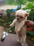 Female Purebred Lhasa Apso Puppy (0-1 Month) - 4