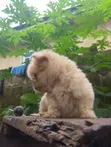 Female Purebred Lhasa Apso Puppy (0-1 Month) - 5