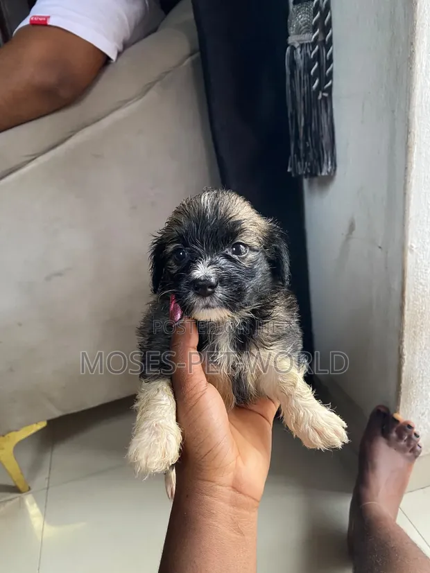 Female Lhasa Apso Puppy, 1-3 Months Old - 1