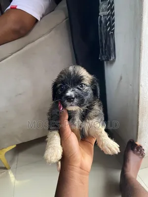 Kare Lhasa Apso Mace, Watan 1-3