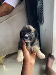 Kare Lhasa Apso Mace, Watan 1-3 - 1