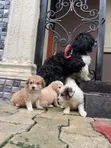 Kare Lhasa Apso Mace, Watan 1-3 - 2