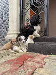 Kare Lhasa Apso Mace, Watan 1-3 - 3
