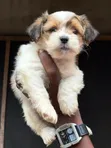 Kare Lhasa Apso Mace, Watan 1-3 - 4