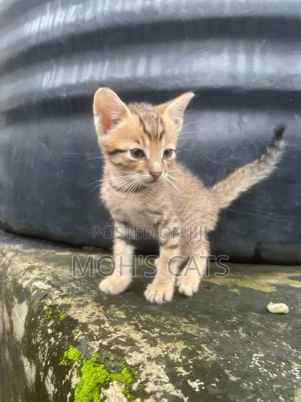Male Mongrel Kitten, 1-3 Months Old - 1
