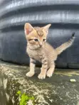 Male Mongrel Kitten, 1-3 Months Old - 1