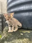 Male Mongrel Kitten, 1-3 Months Old - 2