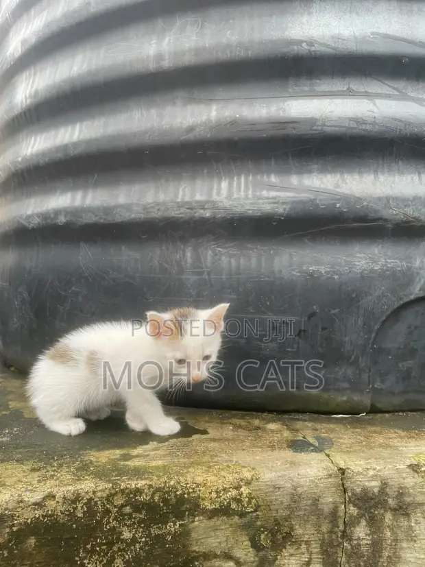 Female Mongrel Kitten, 1-3 Months Old - 1