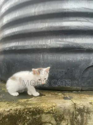 Female Mongrel Kitten, 1-3 Months Old