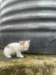 Female Mongrel Kitten, 1-3 Months Old - 1