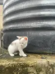 Female Mongrel Kitten, 1-3 Months Old - 2