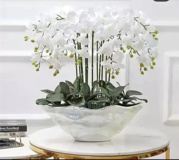 Shell Natural Planters - White - 1