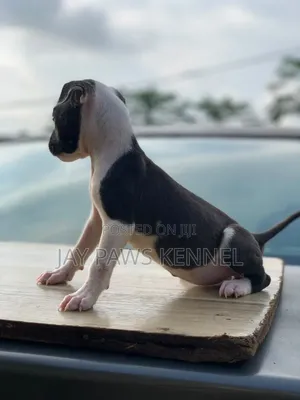 1-3 Month Female American Pit Bull Terrier Puppy