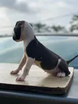 1-3 Month Female American Pit Bull Terrier Puppy - 1