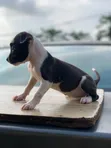 1-3 Month Female American Pit Bull Terrier Puppy - 2