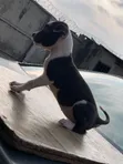 1-3 Month Female American Pit Bull Terrier Puppy - 3