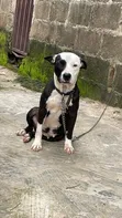 1-3 Month Female American Pit Bull Terrier Puppy - 4