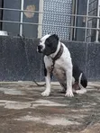 1-3 Month Female American Pit Bull Terrier Puppy - 5