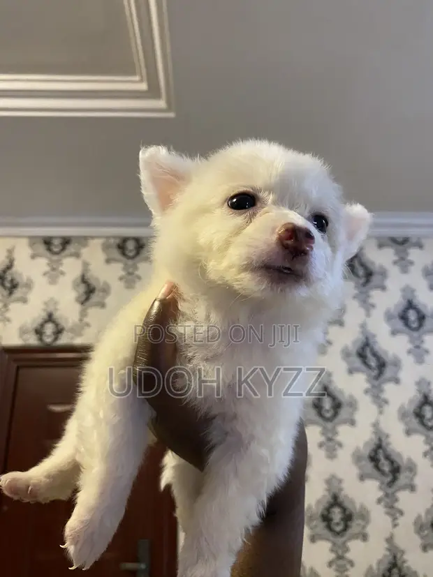 1-3 Month Female Purebred American Eskimo Puppy - 1