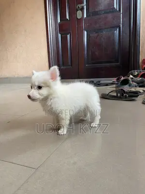 1-3 Month Female Purebred American Eskimo Puppy