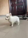 1-3 Month Female Purebred American Eskimo Puppy - 2