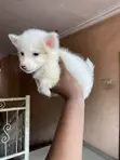 1-3 Month Female Purebred American Eskimo Puppy - 3