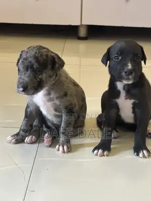 Female American Pit Bull Terrier Puppy (1-3 Months)