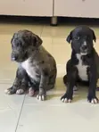 Female American Pit Bull Terrier Puppy (1-3 Months) - 1