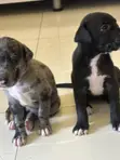 Female American Pit Bull Terrier Puppy (1-3 Months) - 2