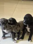 Female American Pit Bull Terrier Puppy (1-3 Months) - 3
