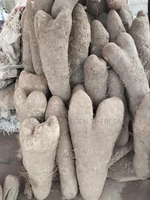 Babban Yam na Benue