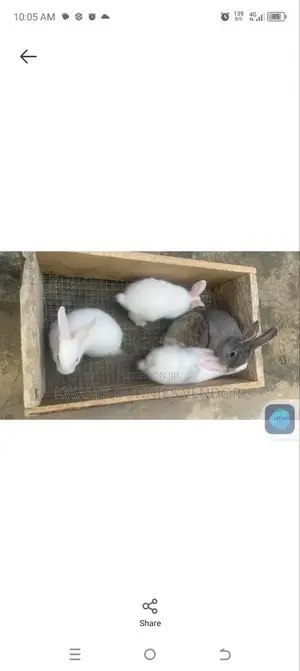 Kwam's Bunnies Vendor - Rabbits for Sale