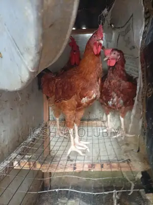 Male Noilers Birds for Sale