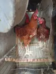 Male Noilers Birds for Sale - 1