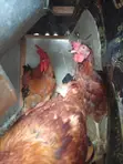 Male Noilers Birds for Sale - 2