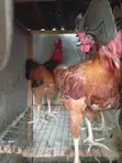 Male Noilers Birds for Sale - 3