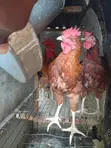 Male Noilers Birds for Sale - 4