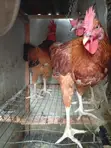 Male Noilers Birds for Sale - 5
