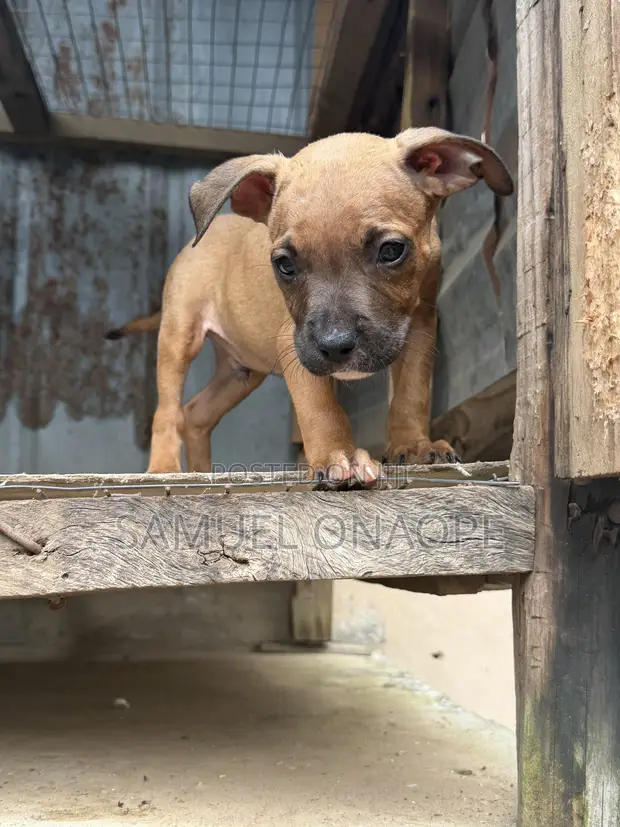 American Pit Bull Terrier Puppy (Male, 1-3 Months) - 1
