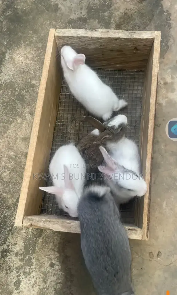 Kwam's Baby and Matured Rabbits - 1
