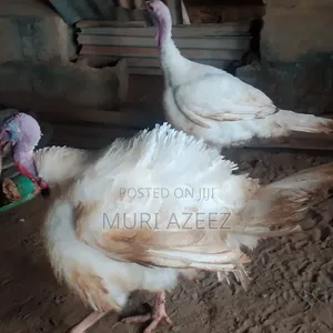 Foreign Breed Grown Turkey