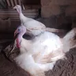 Foreign Breed Grown Turkey - 2