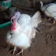 Foreign Breed Grown Turkey - 3