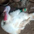 Foreign Breed Grown Turkey - 4