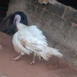 Foreign Breed Grown Turkey - 5