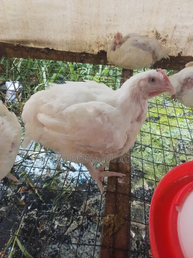 Boilers Chicken Available for Sale - 1