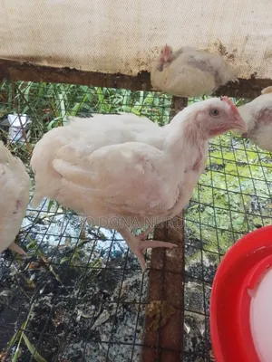 Boilers Chicken Available for Sale