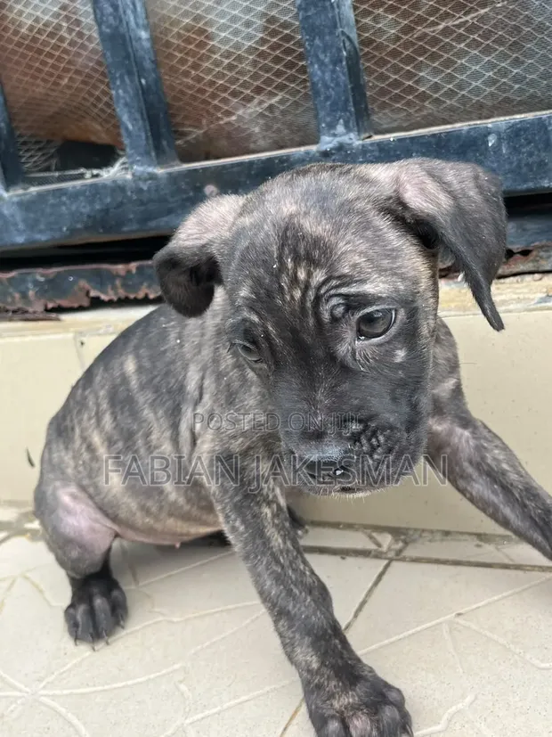 Female Purebred Boerboel Puppy, 1-3 Months Old - 1